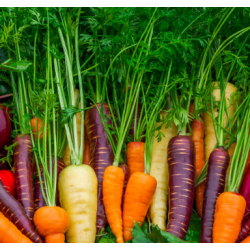 Carottes de couleur