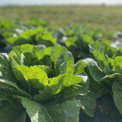 Salade romaine