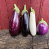 Aubergines