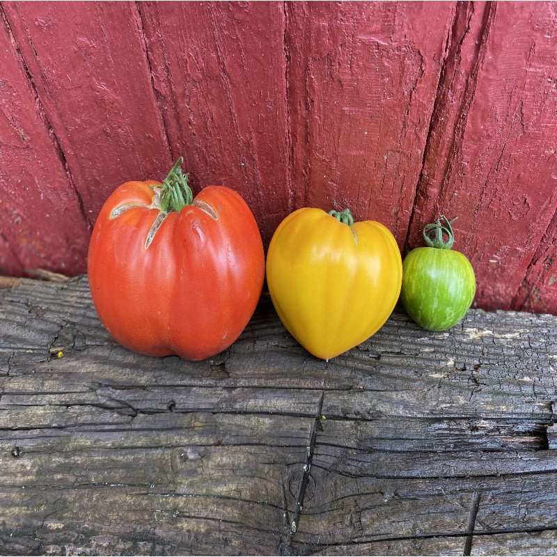 Tomates anciennes